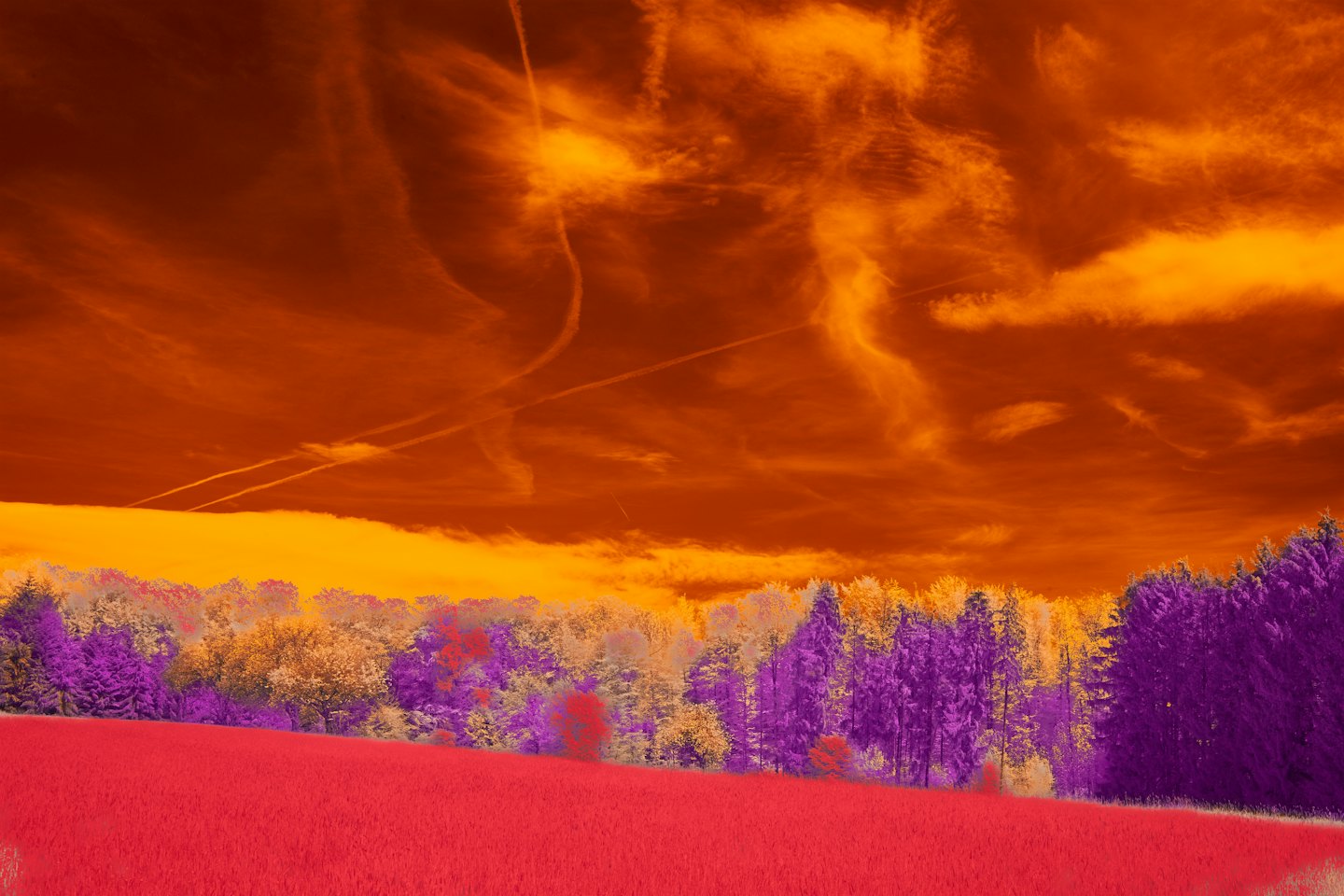 Red vegetation grows in a field beneath a cloudy sky.